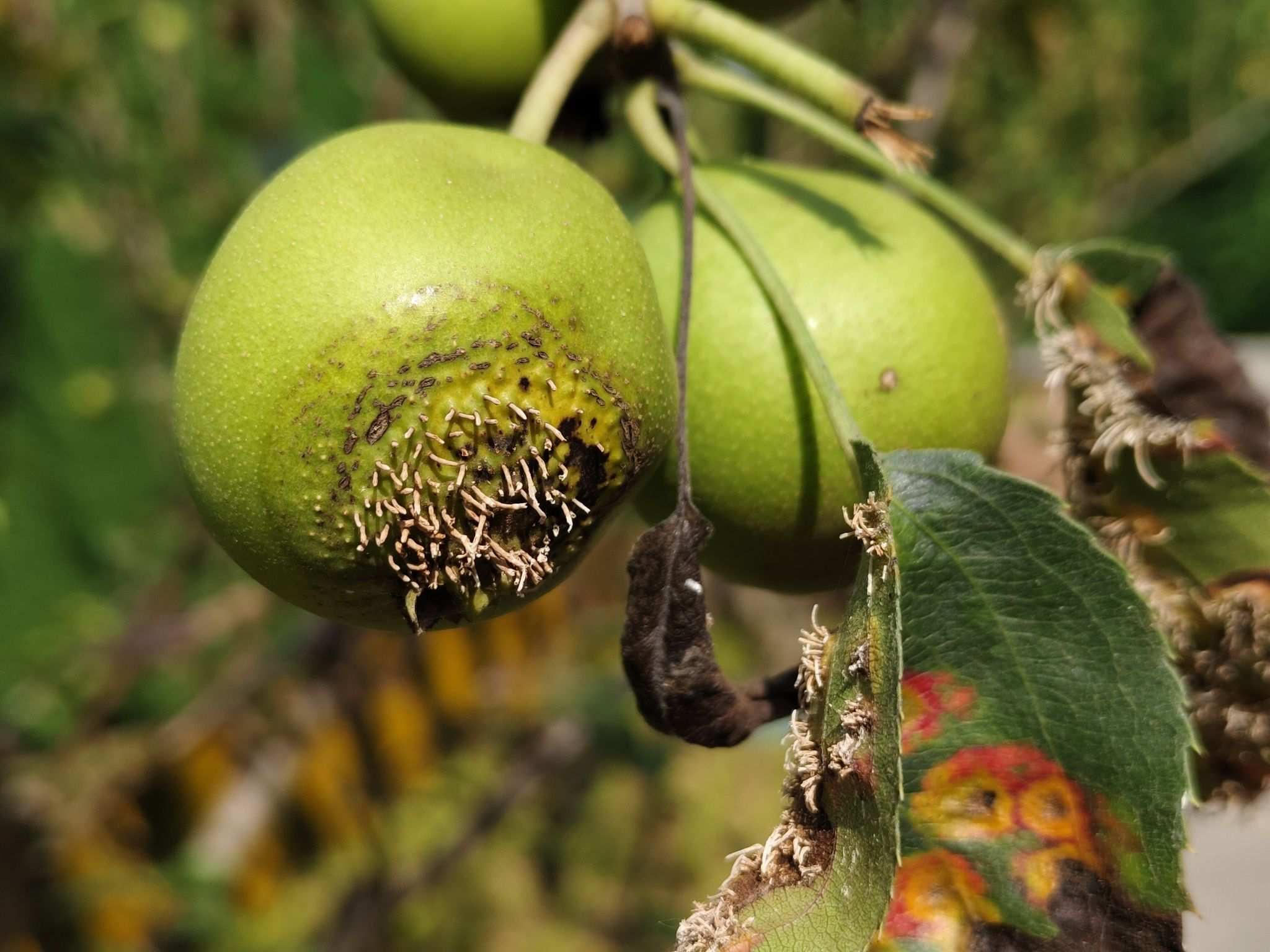 Gymnosporangium yamadae