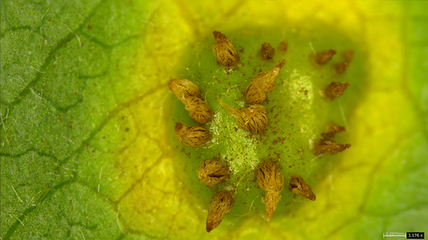Gymnosporangium yamadae