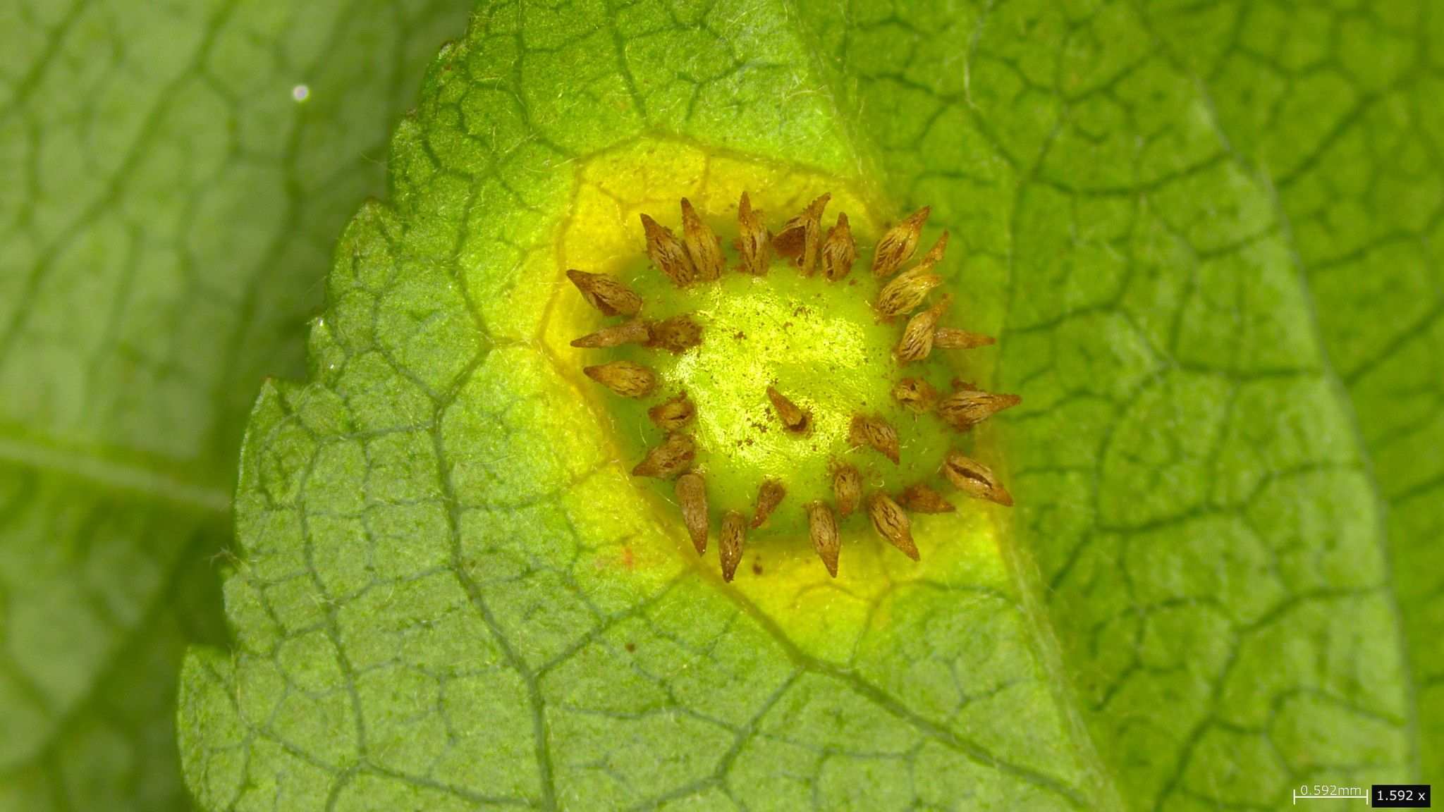 Gymnosporangium yamadae