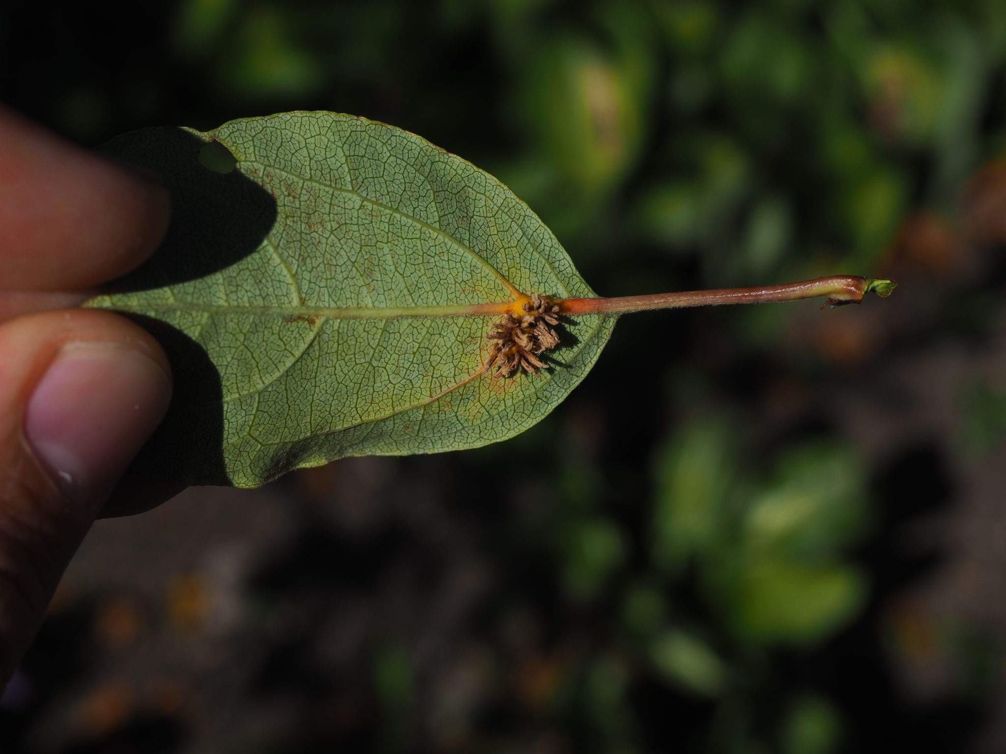 Gymnosporangium yamadae