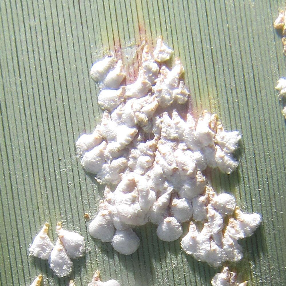 Poliaspis