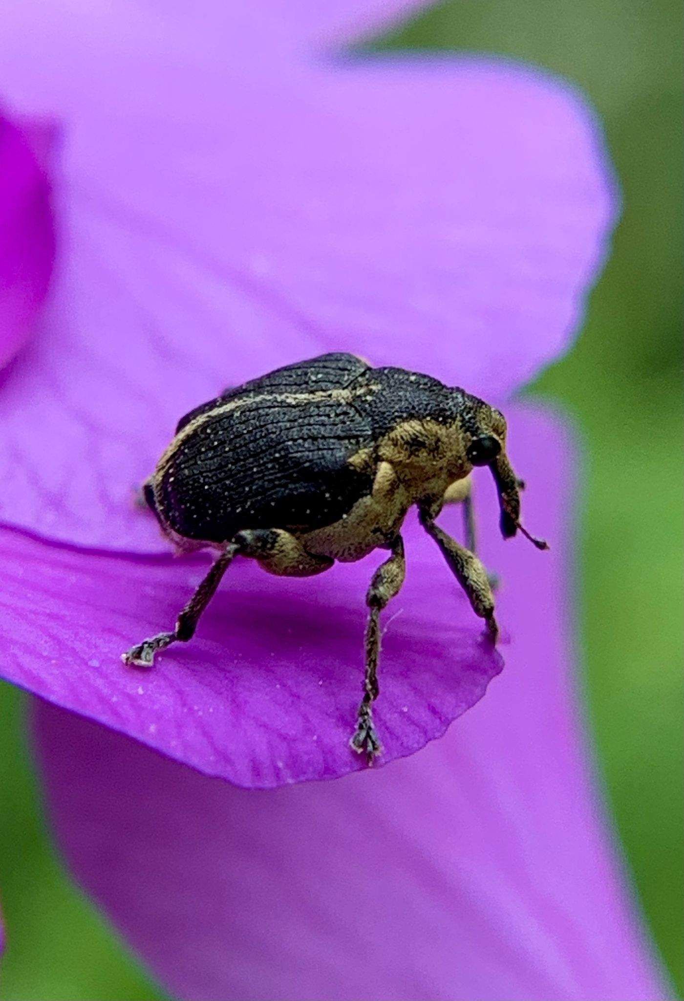 Mononychus vulpeculus