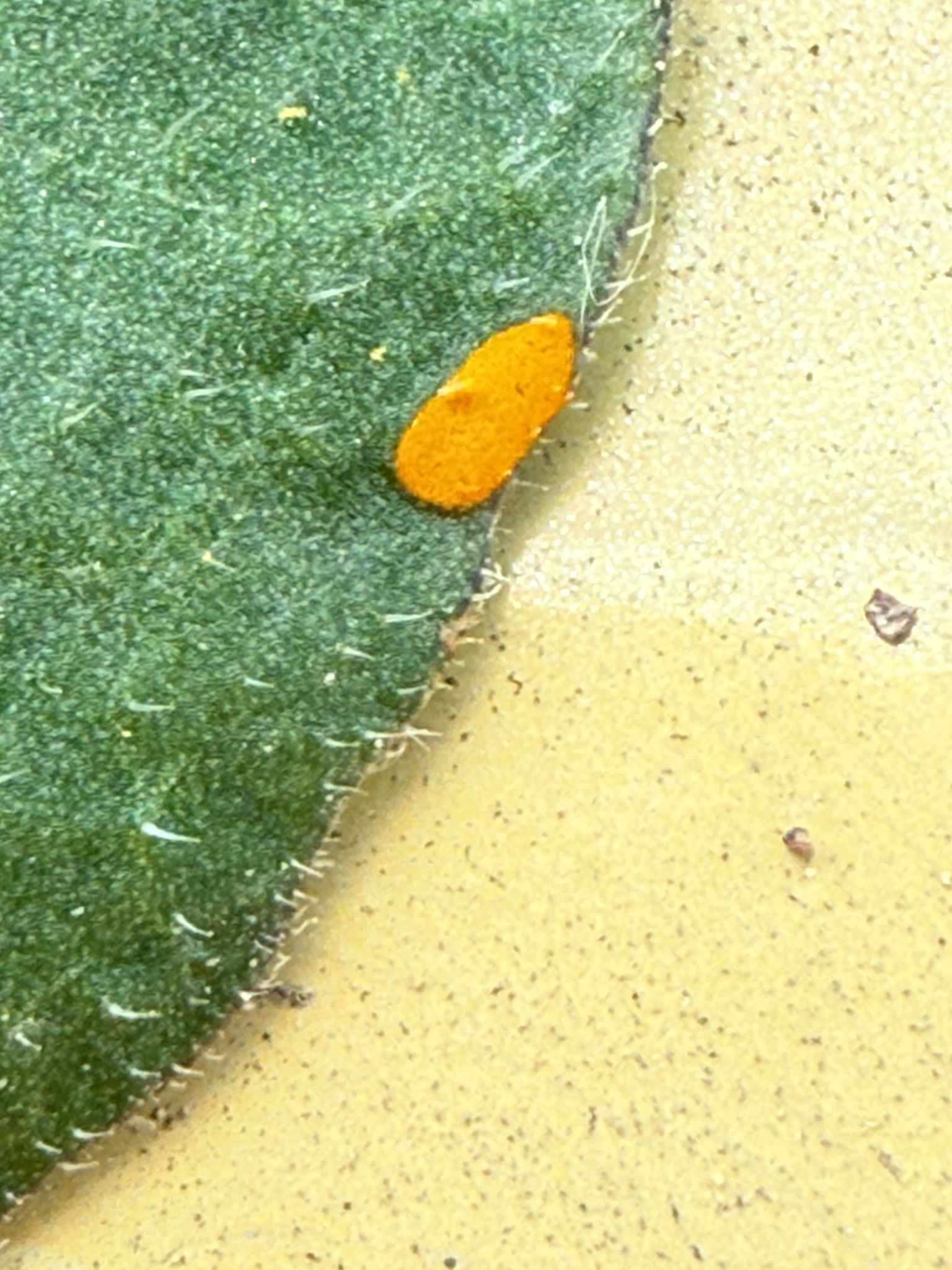 Puccinia pittieriana