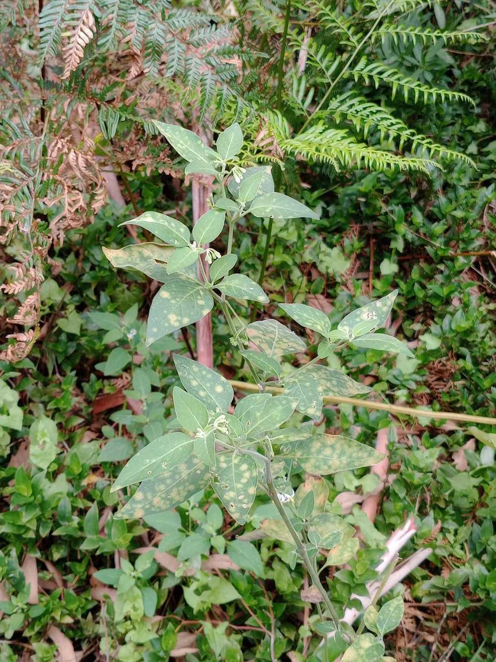 Puccinia pittieriana