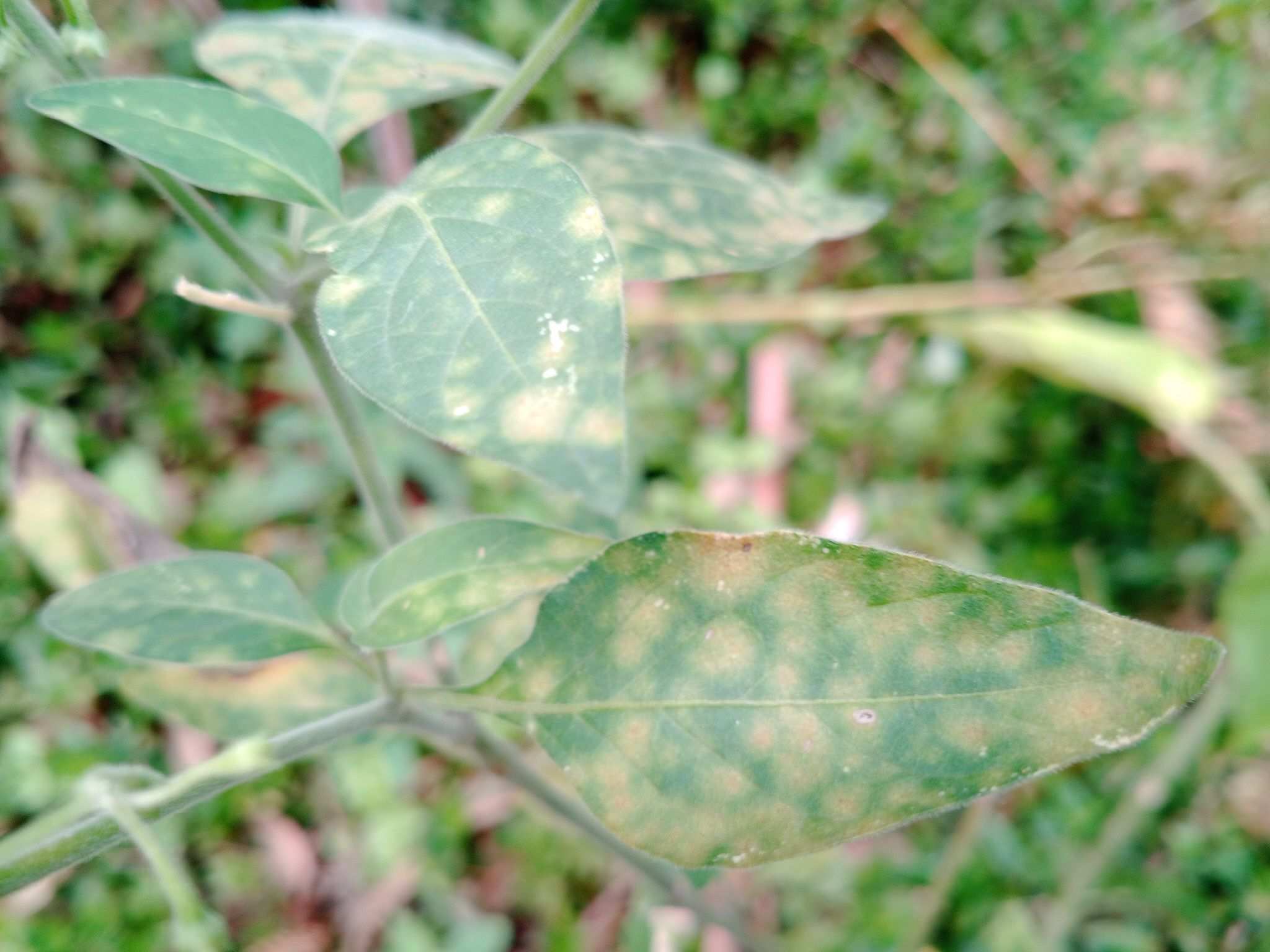 Puccinia pittieriana