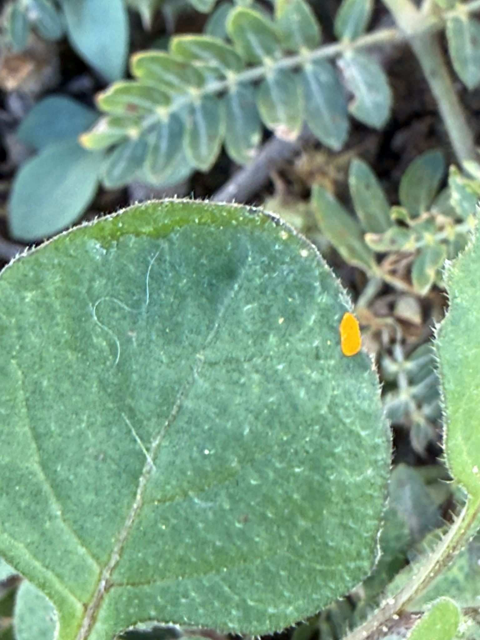 Puccinia pittieriana