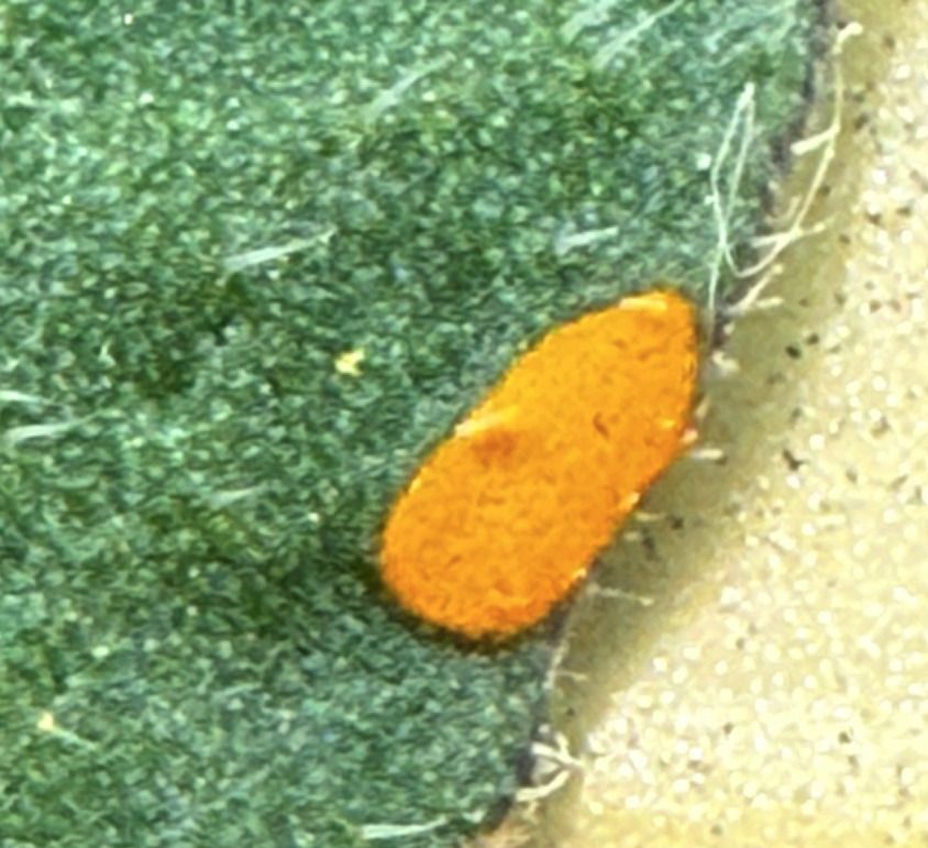 Puccinia pittieriana
