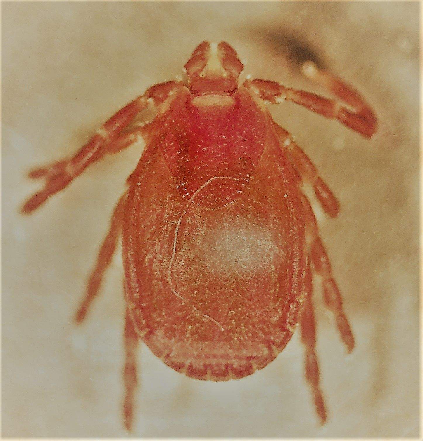Haemaphysalis parva