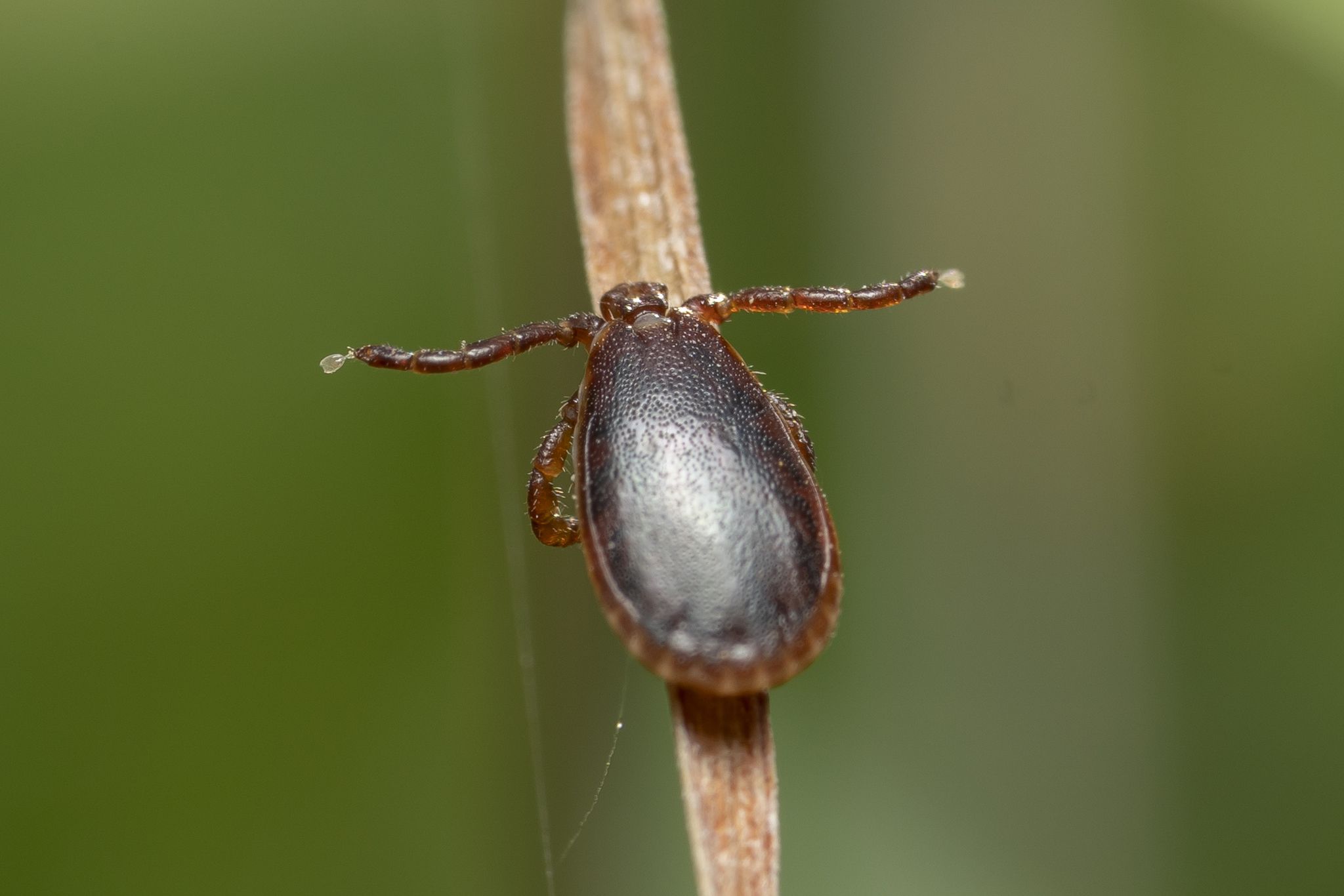 Haemaphysalis parva