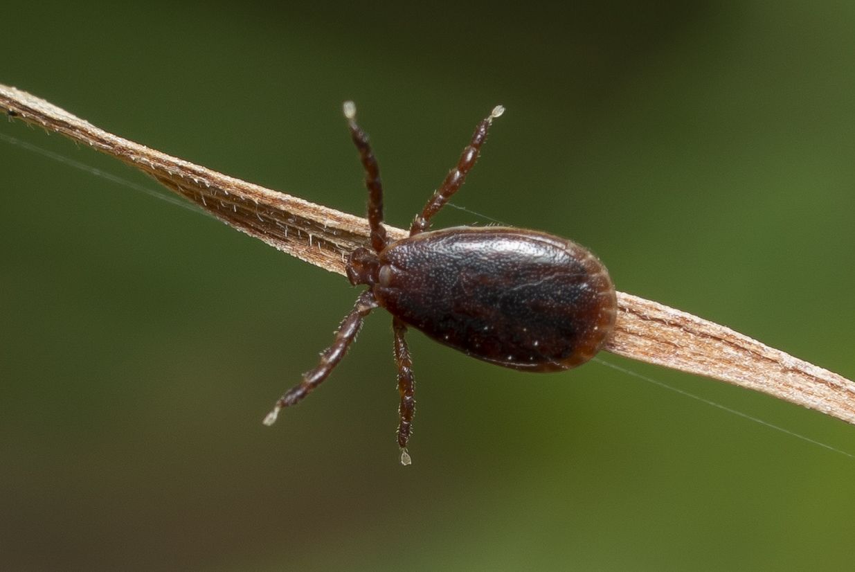 Haemaphysalis parva