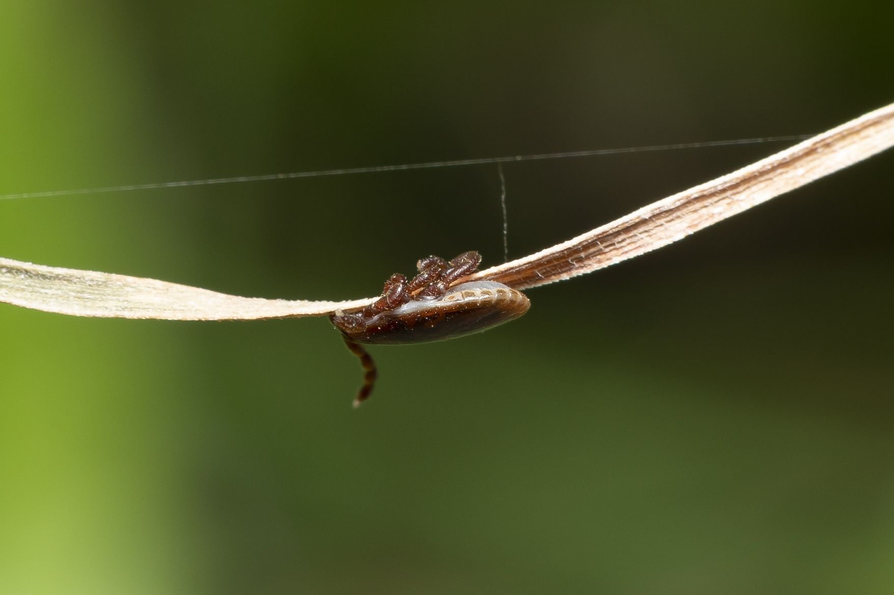 Haemaphysalis parva