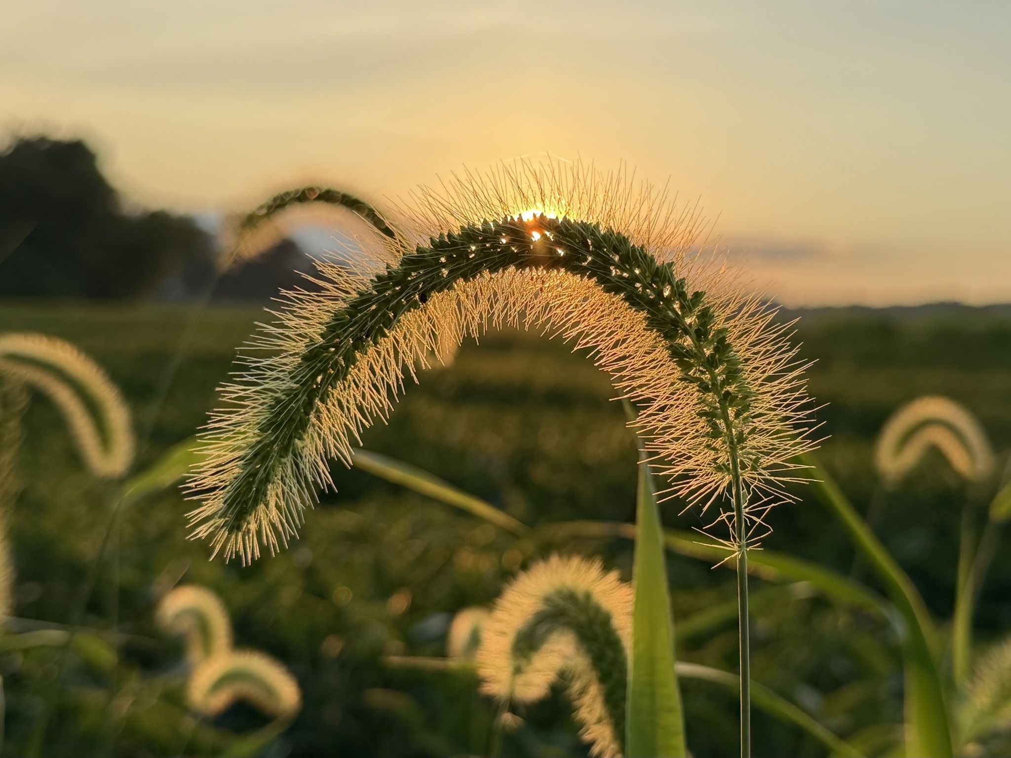 Setaria faberi