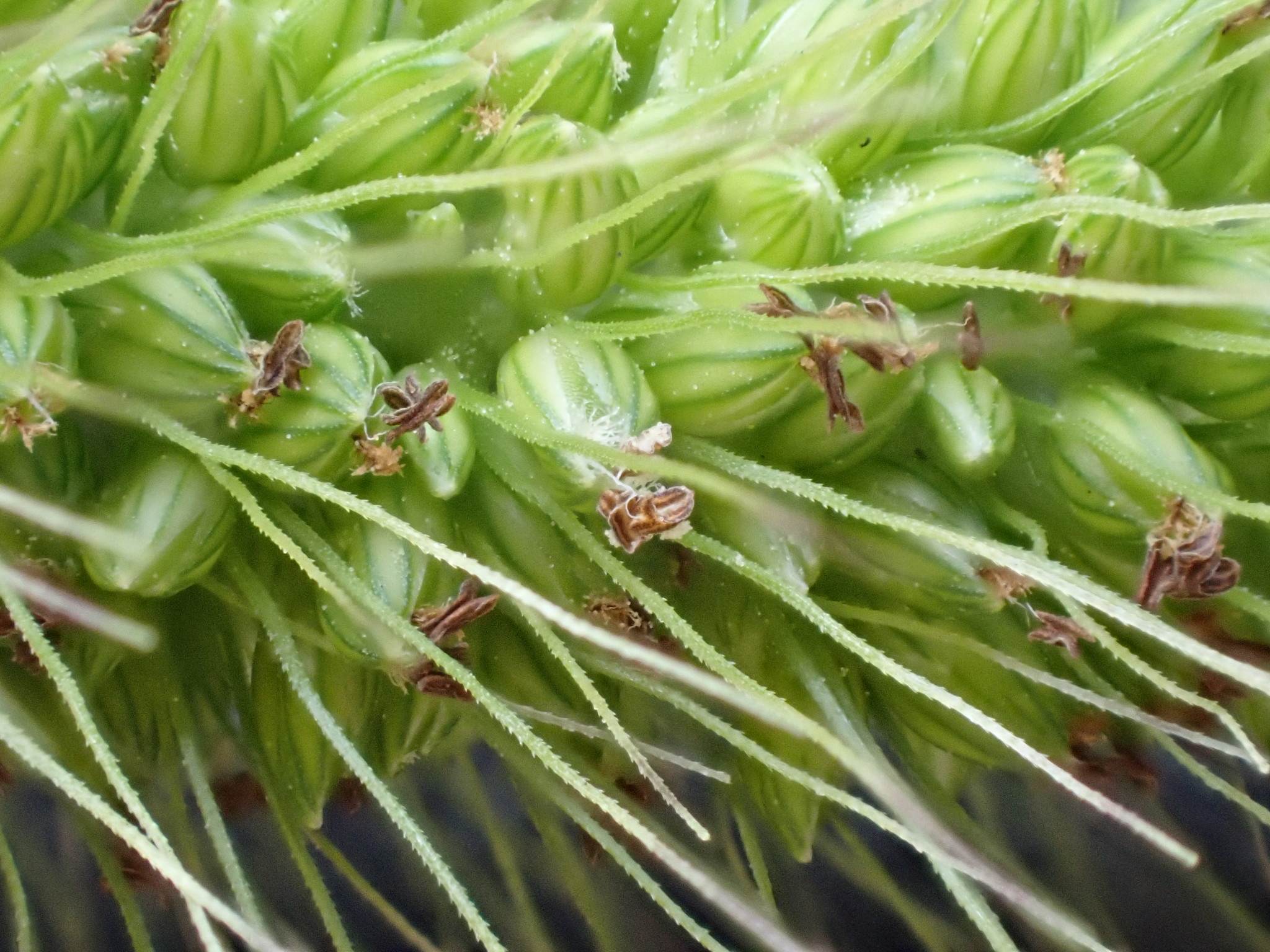 Setaria faberi