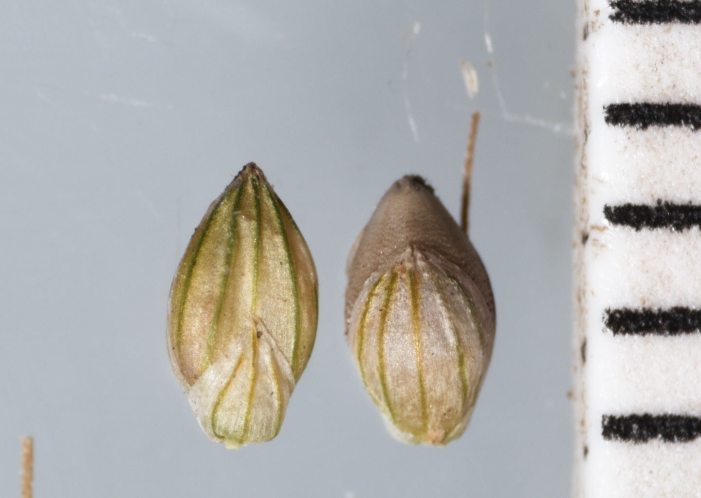 Setaria faberi