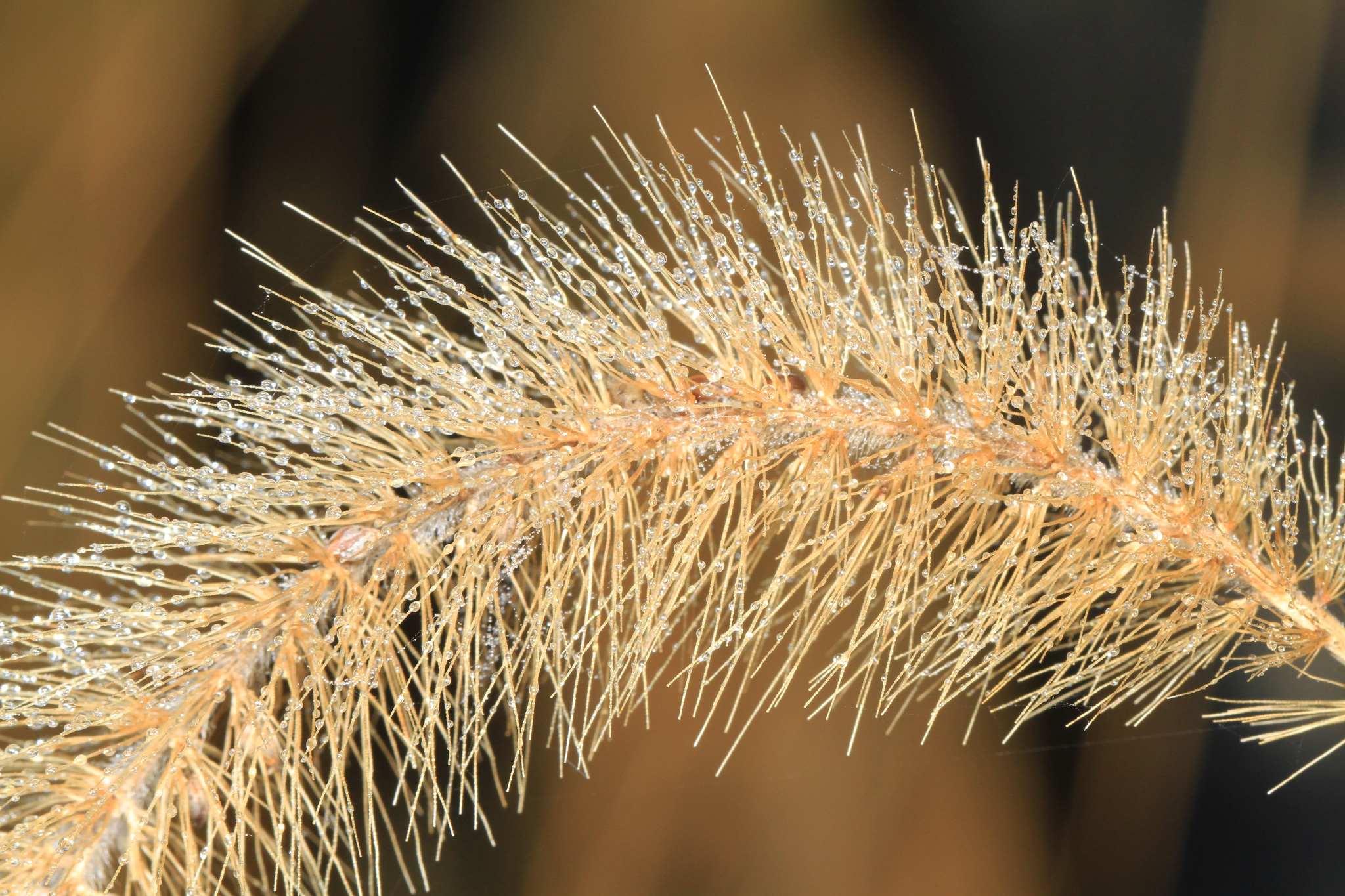 Setaria faberi