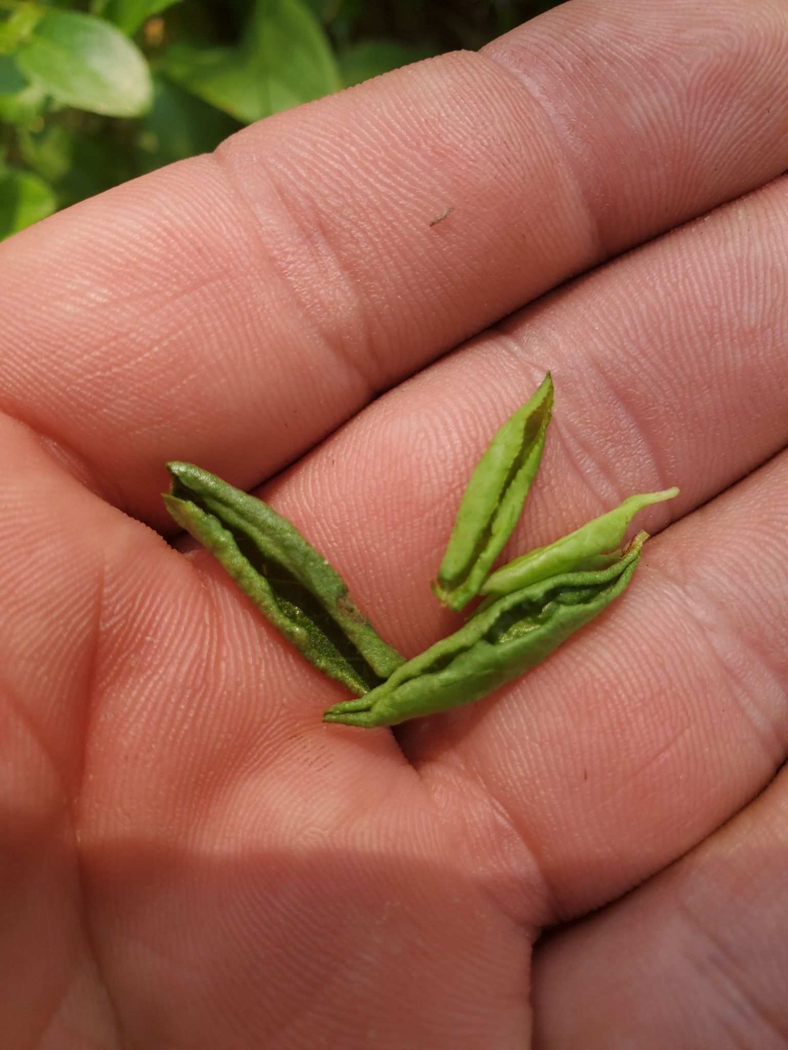 Dasineura oxycoccana