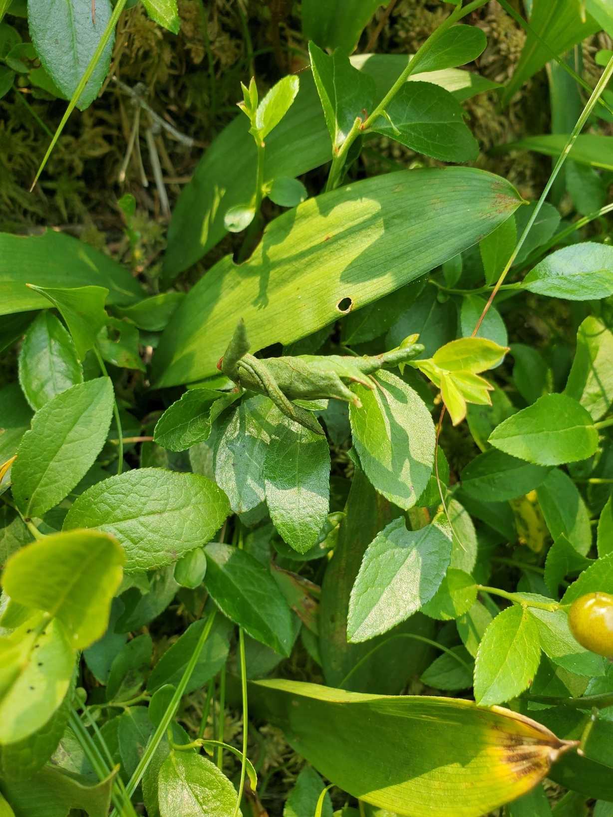 Dasineura oxycoccana
