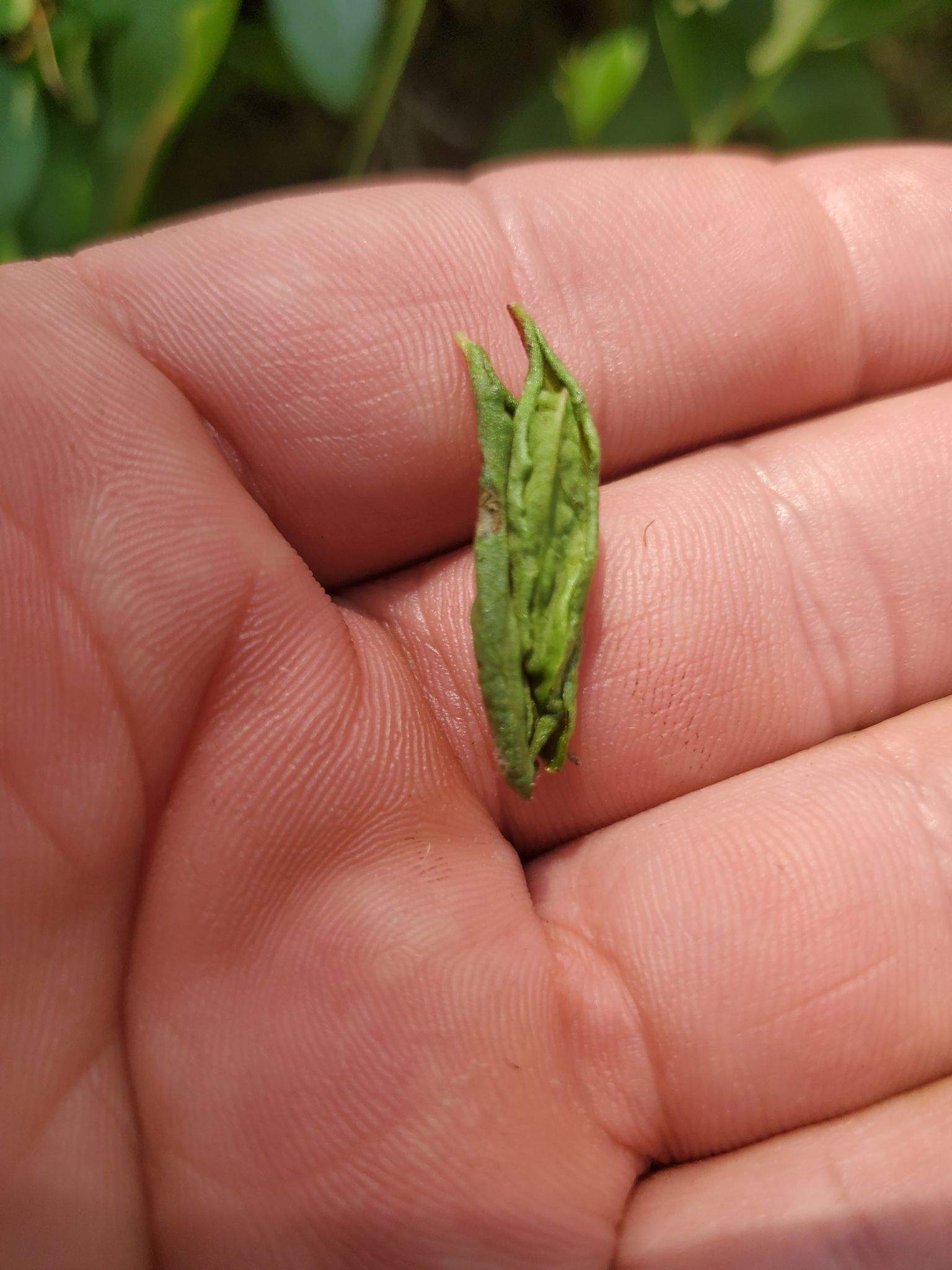 Dasineura oxycoccana