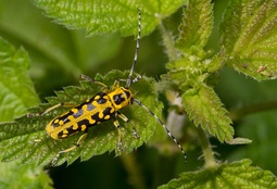 Saperda scalaris