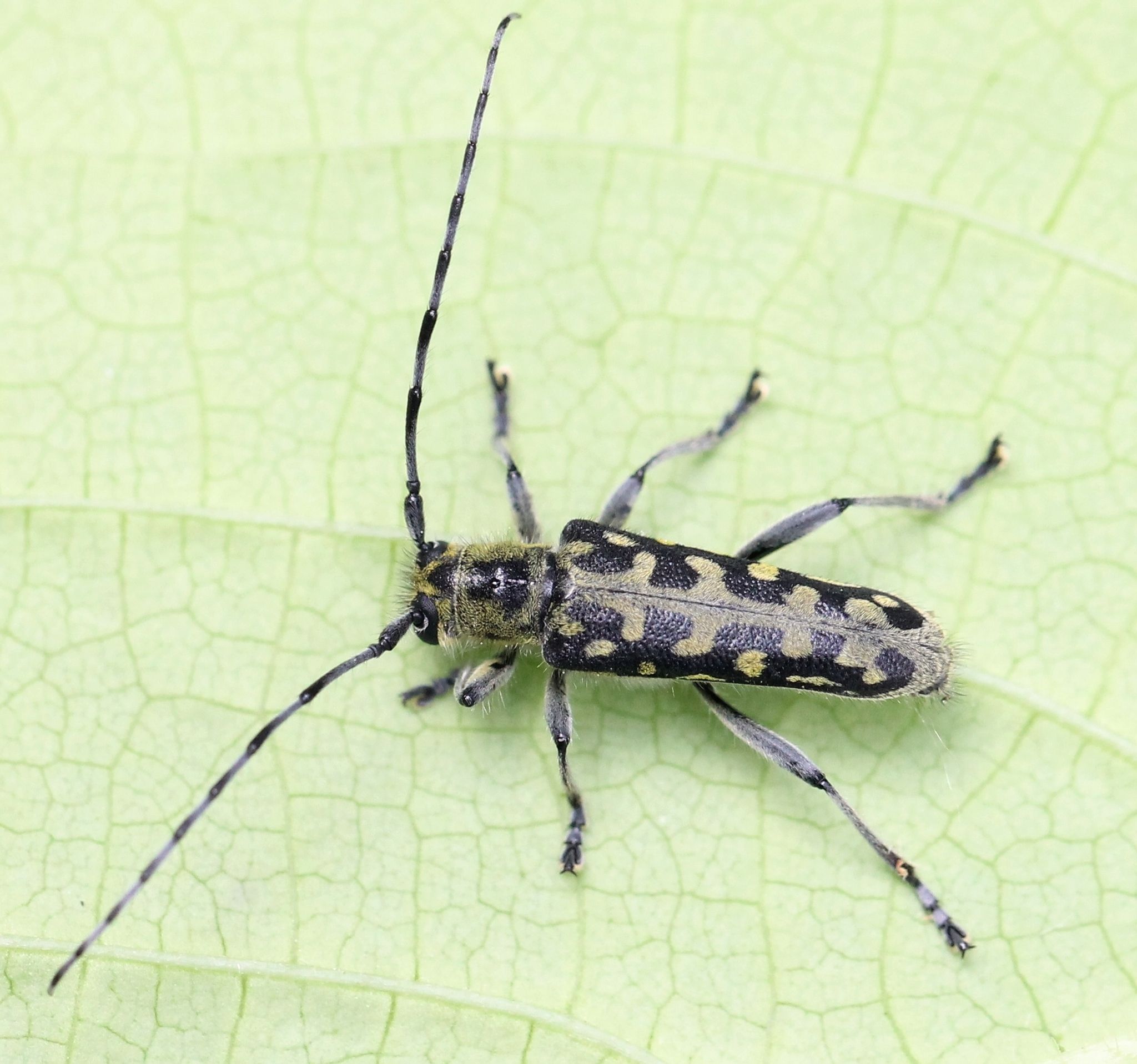 Saperda scalaris