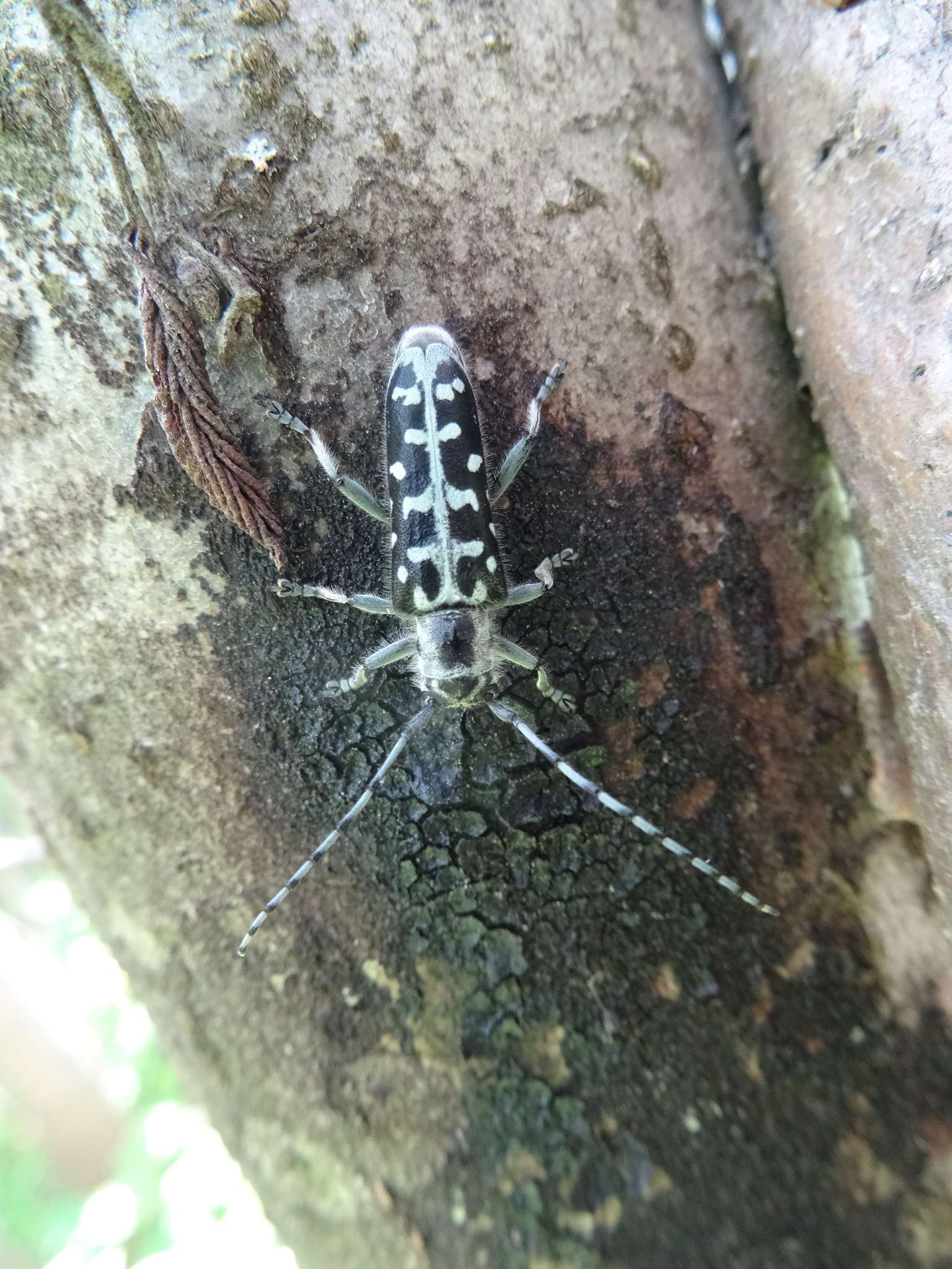 Saperda scalaris