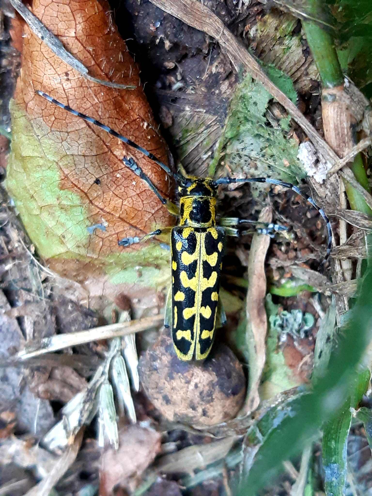 Saperda scalaris