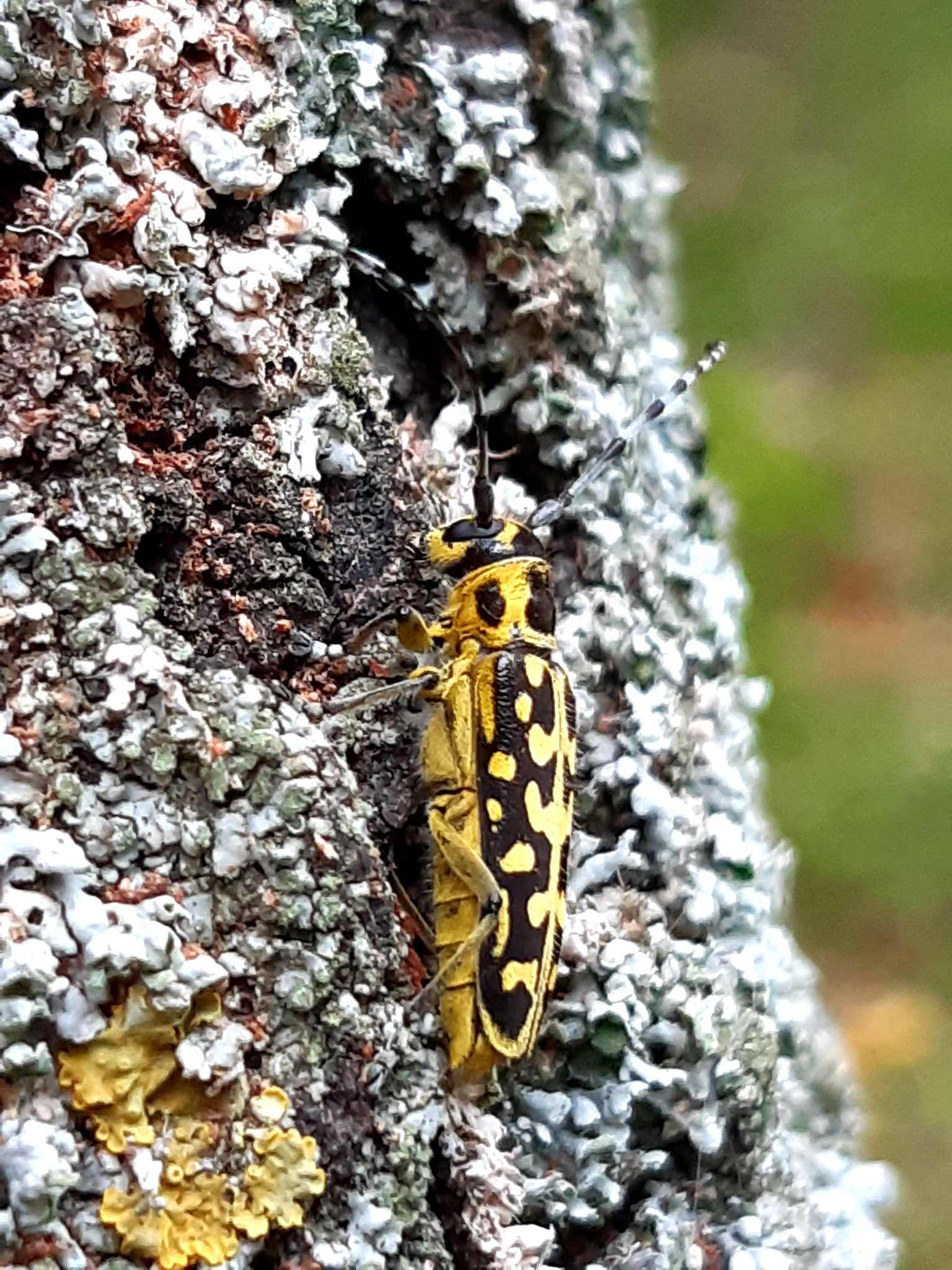 Saperda scalaris