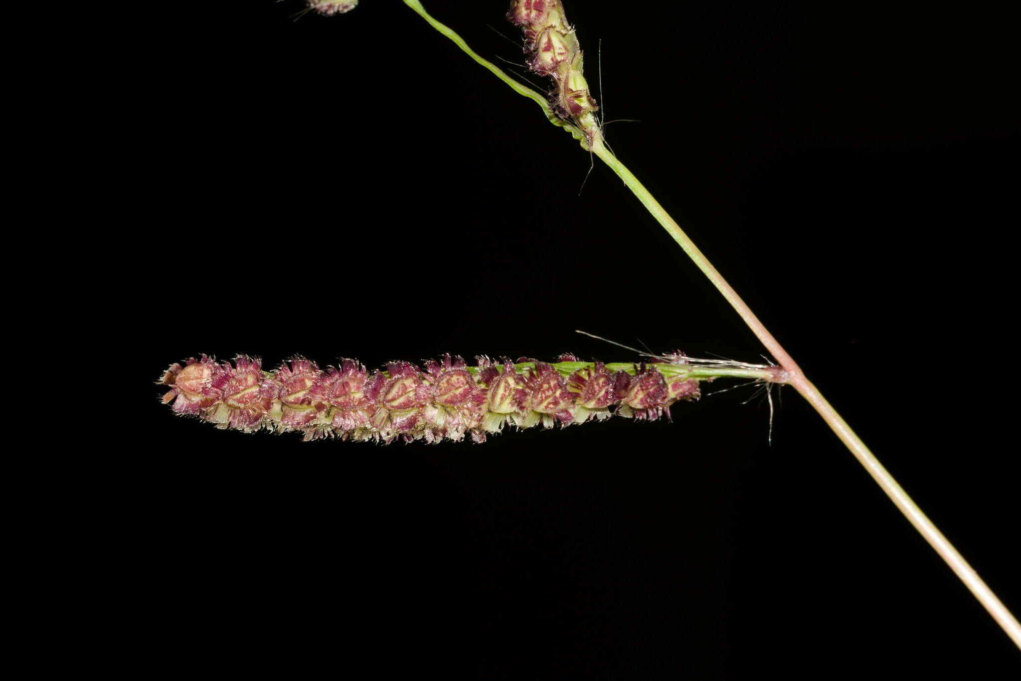 Paspalum fimbriatum