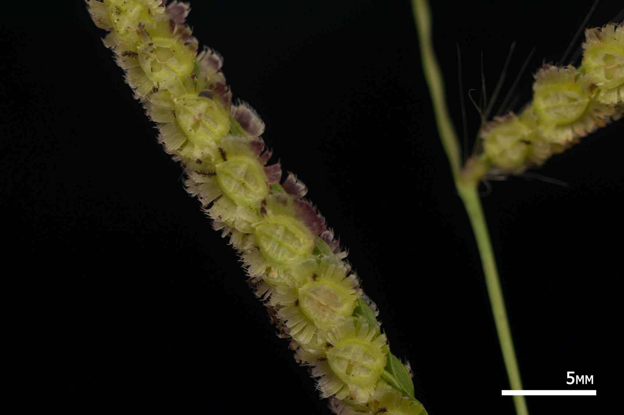 Paspalum fimbriatum
