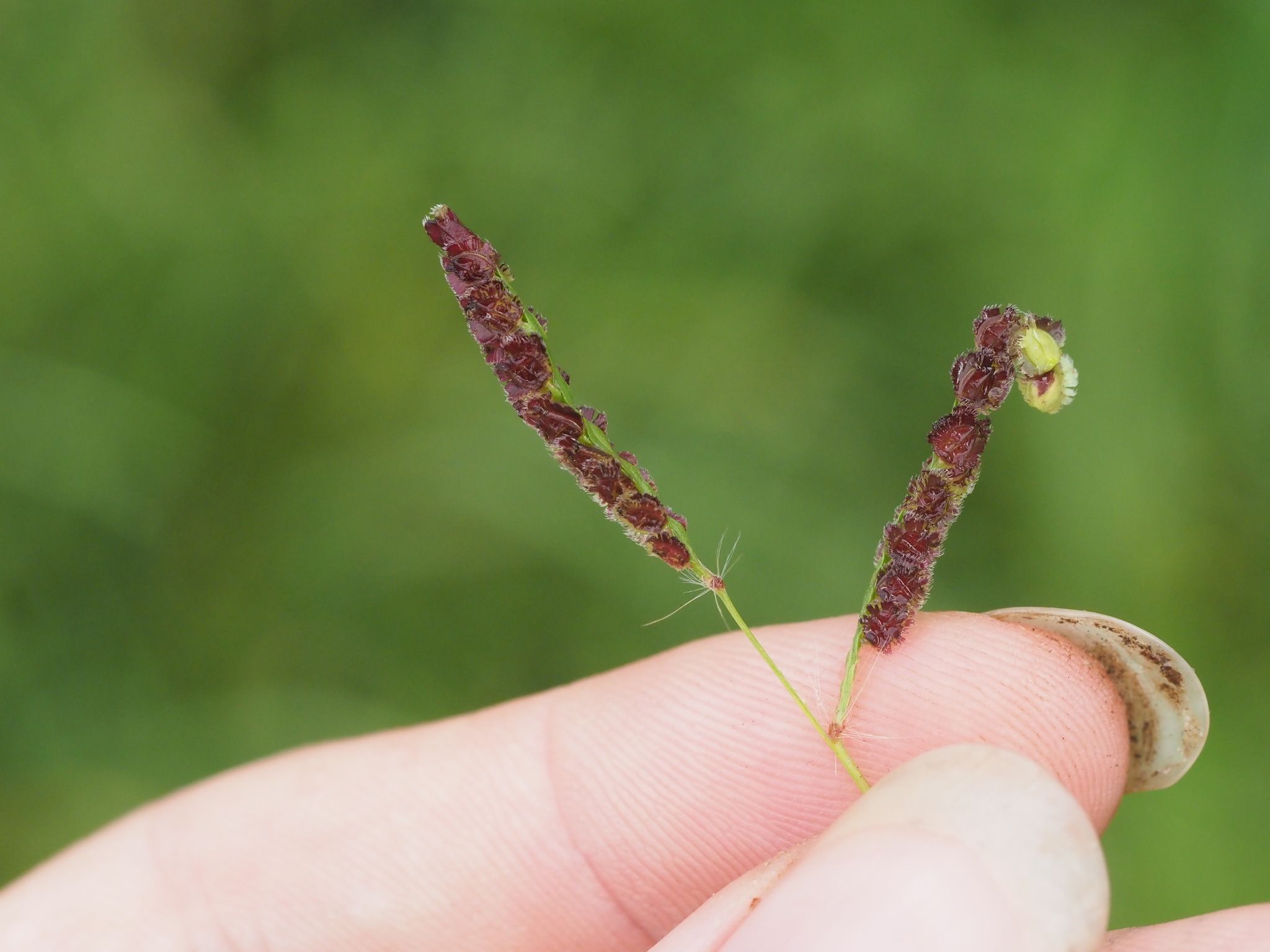 Paspalum fimbriatum
