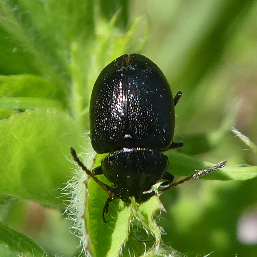 Colaspidema atrum