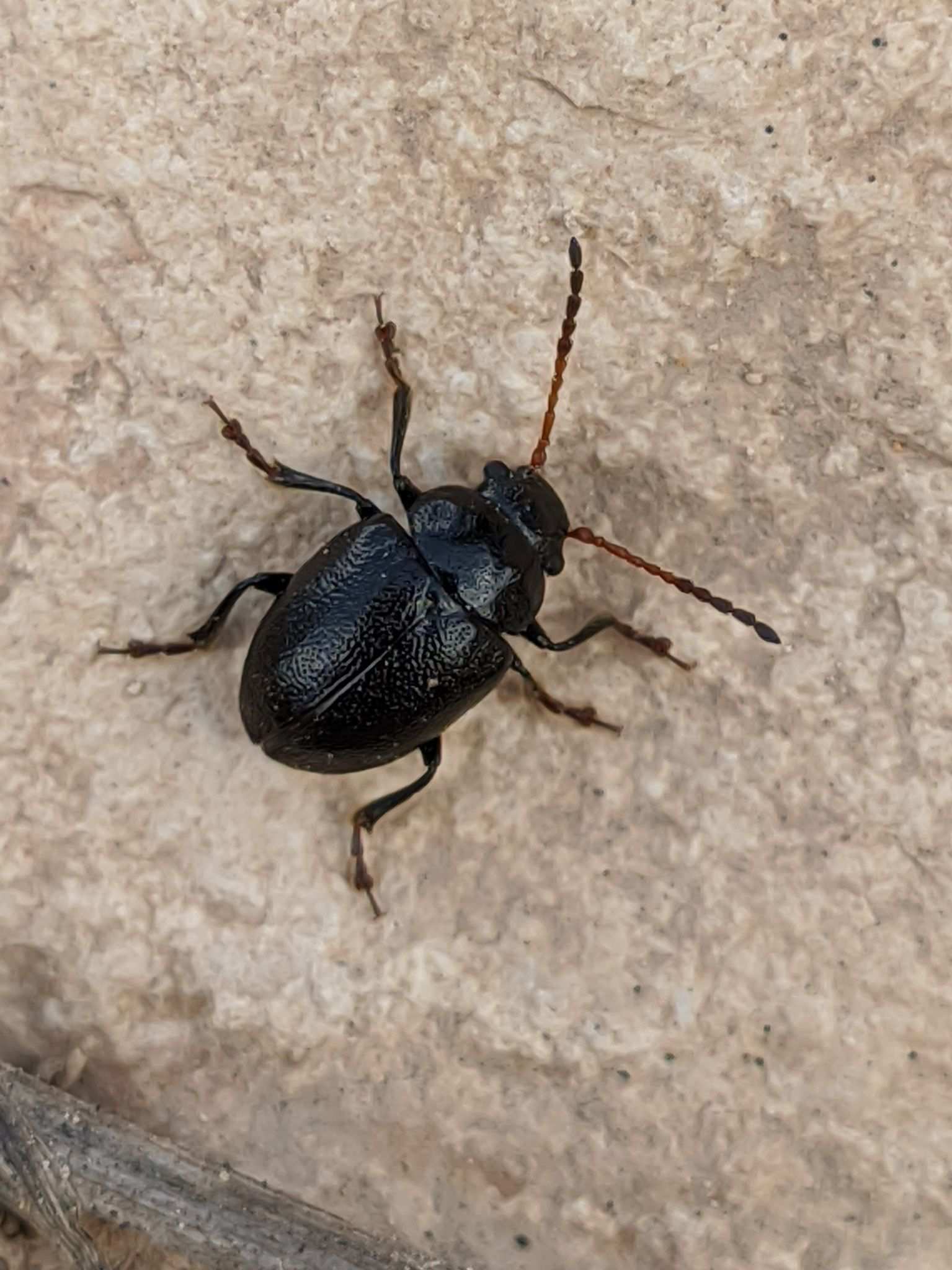 Colaspidema atrum