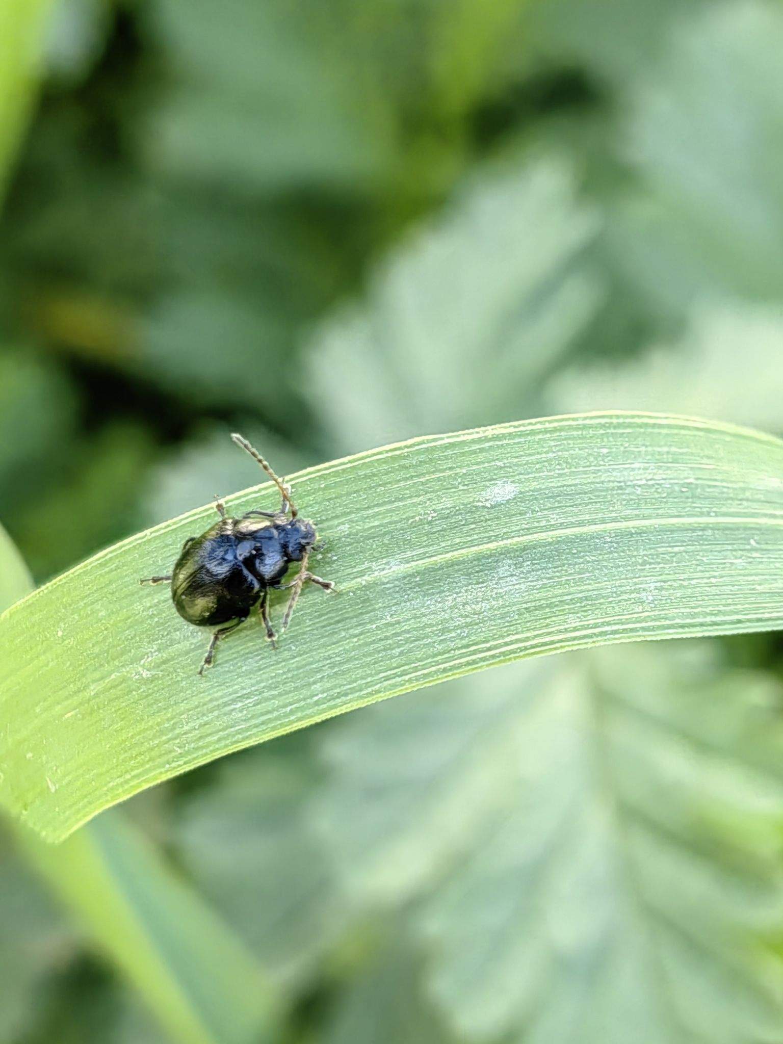 Colaspidema atrum