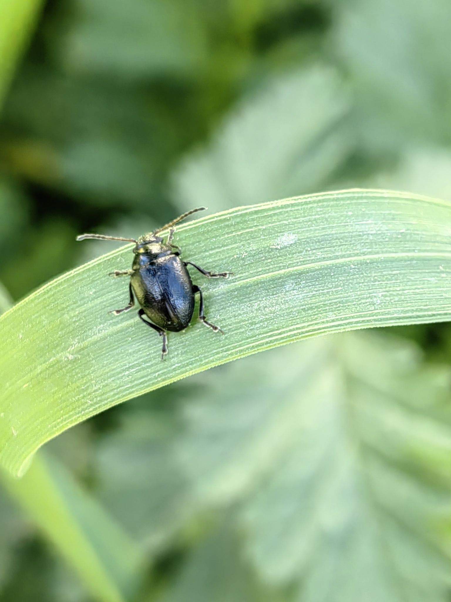 Colaspidema atrum