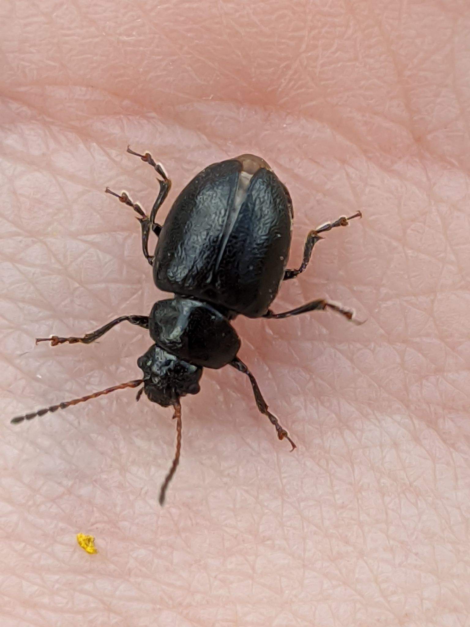 Colaspidema atrum