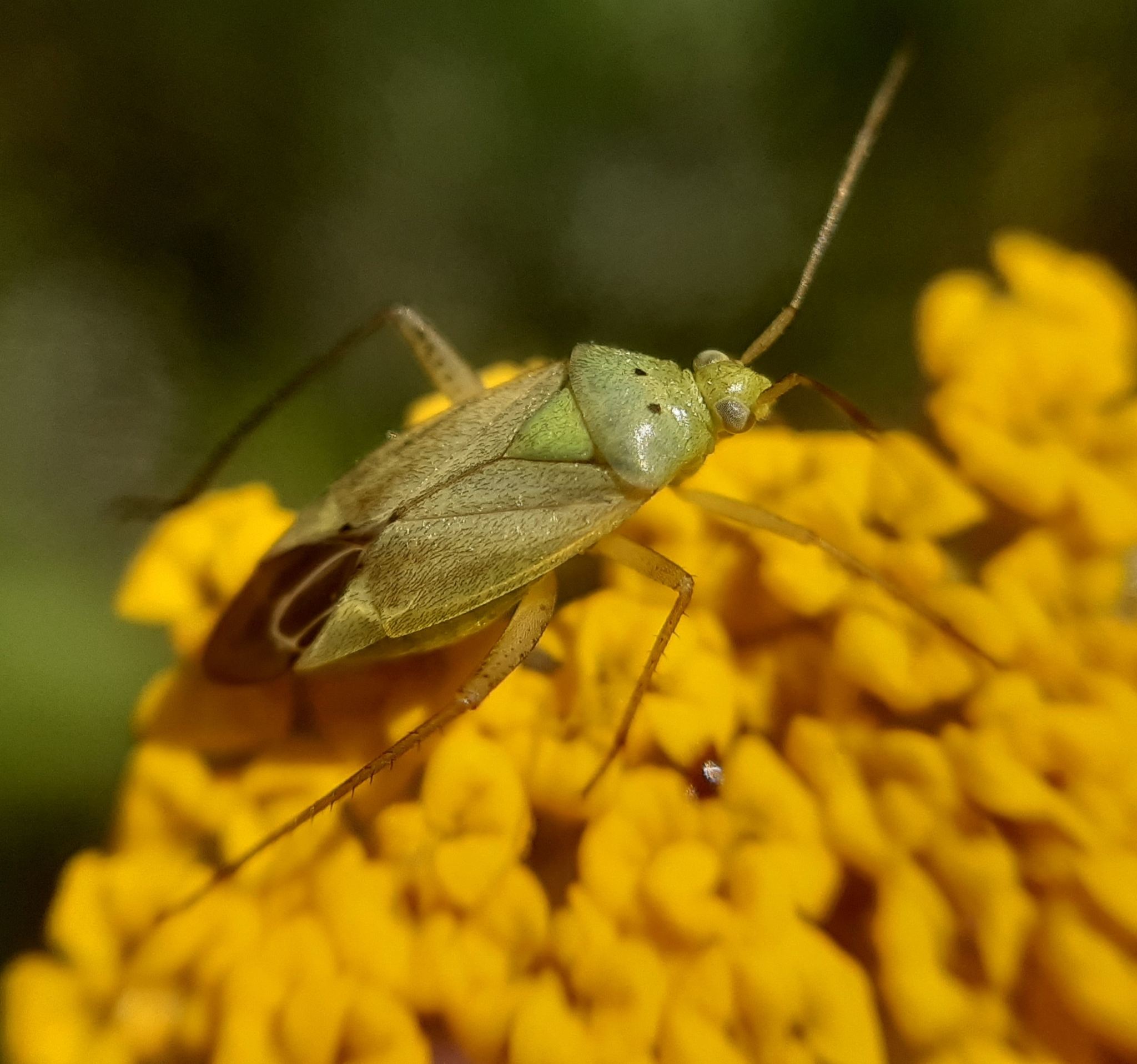 Calocoris