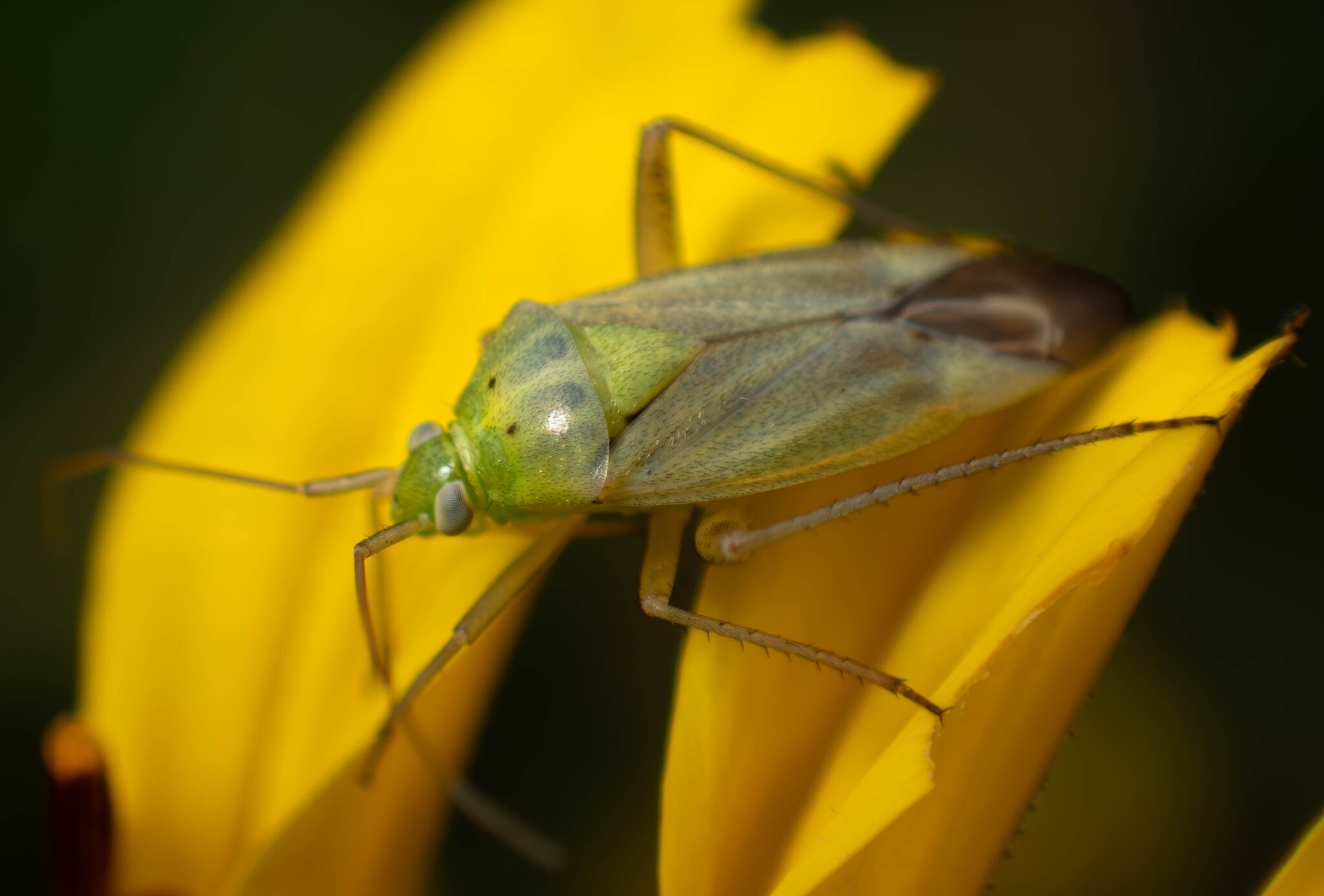 Calocoris