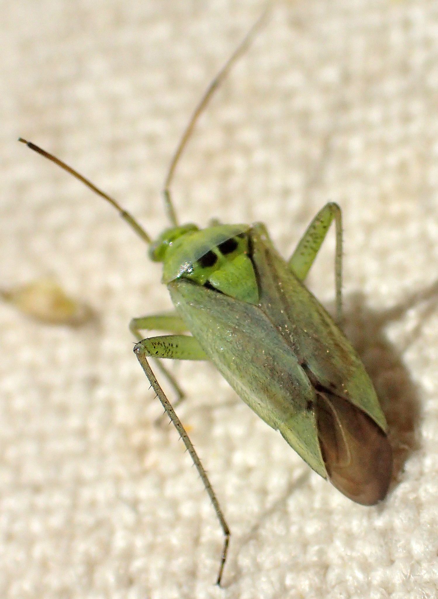 Calocoris