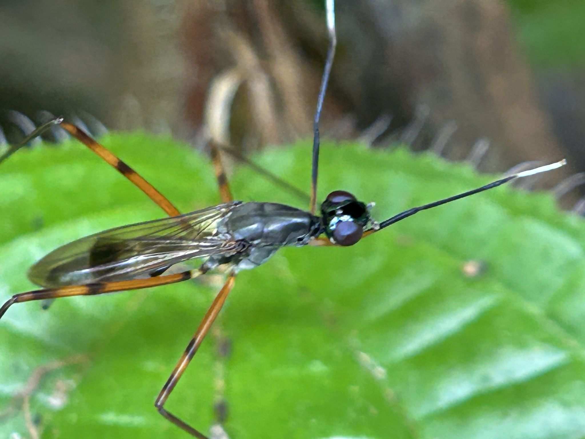 Mimegralla coeruleifrons