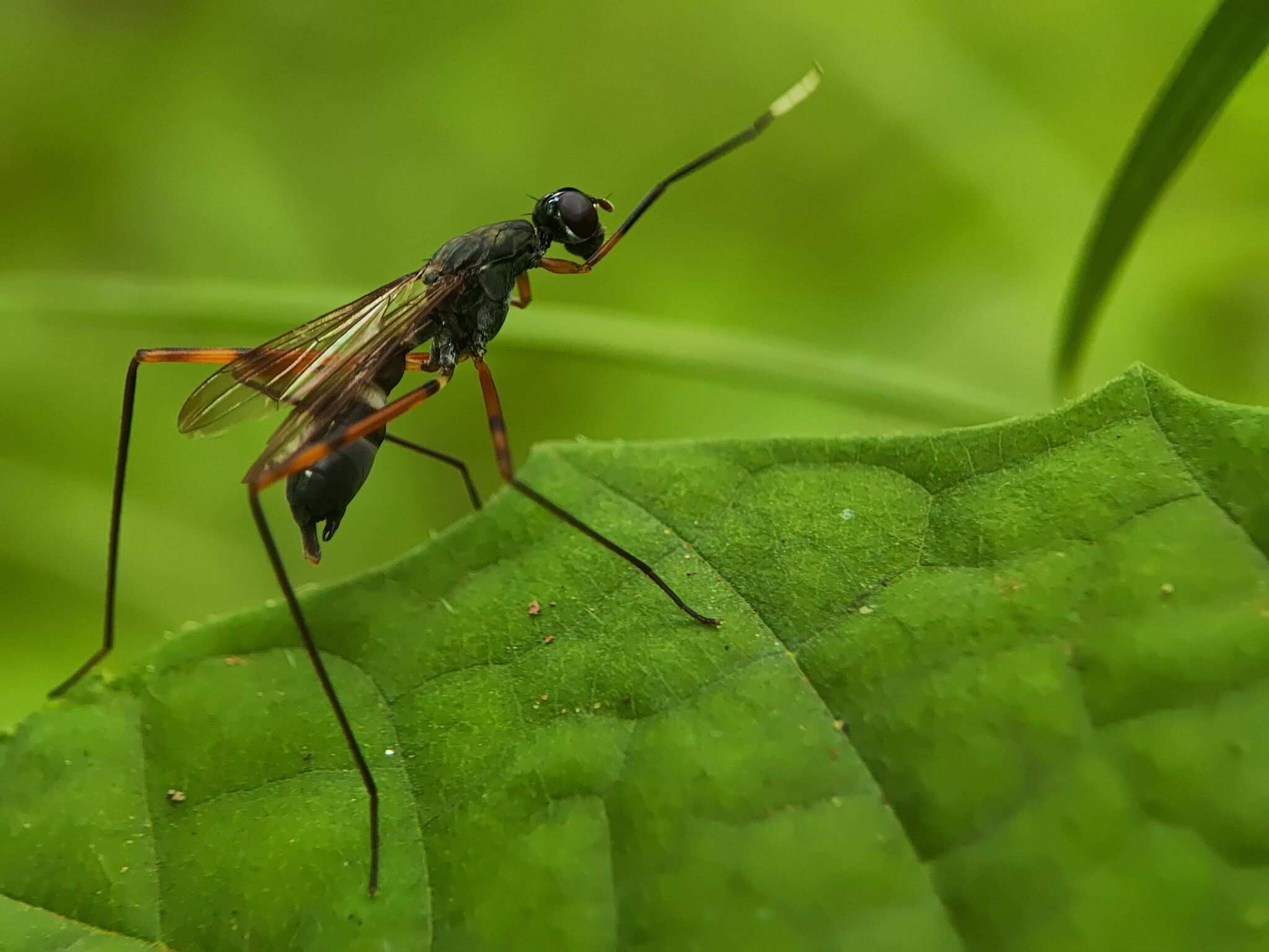 Mimegralla coeruleifrons