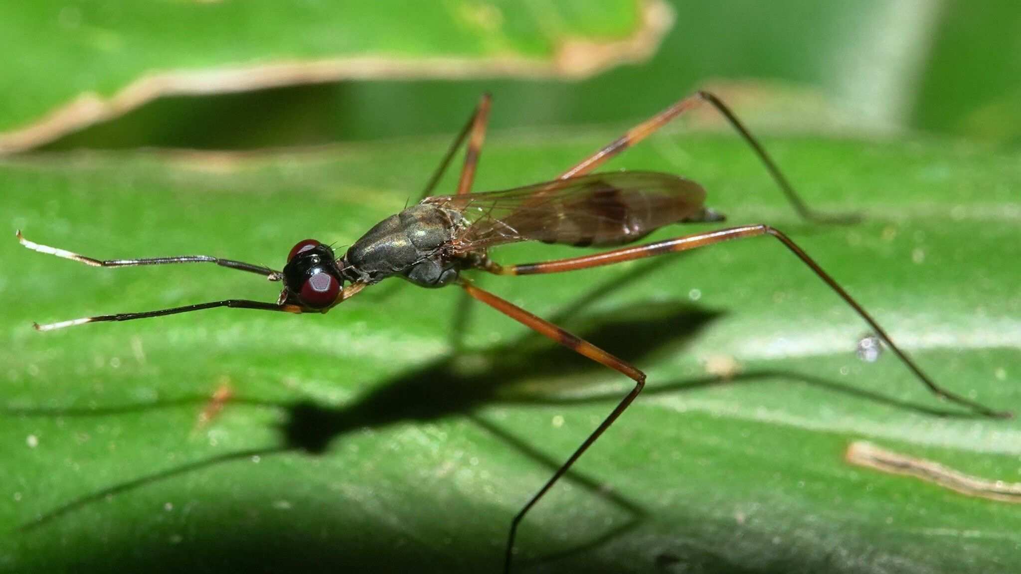 Mimegralla coeruleifrons