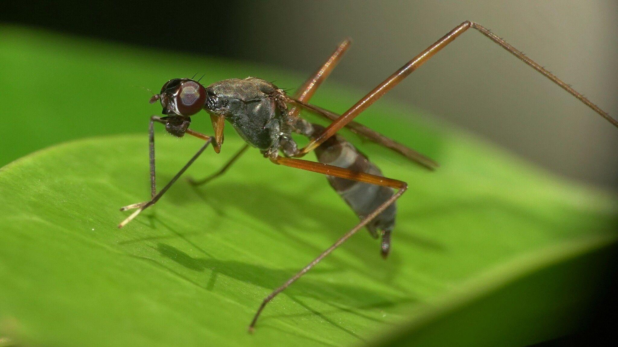 Mimegralla coeruleifrons