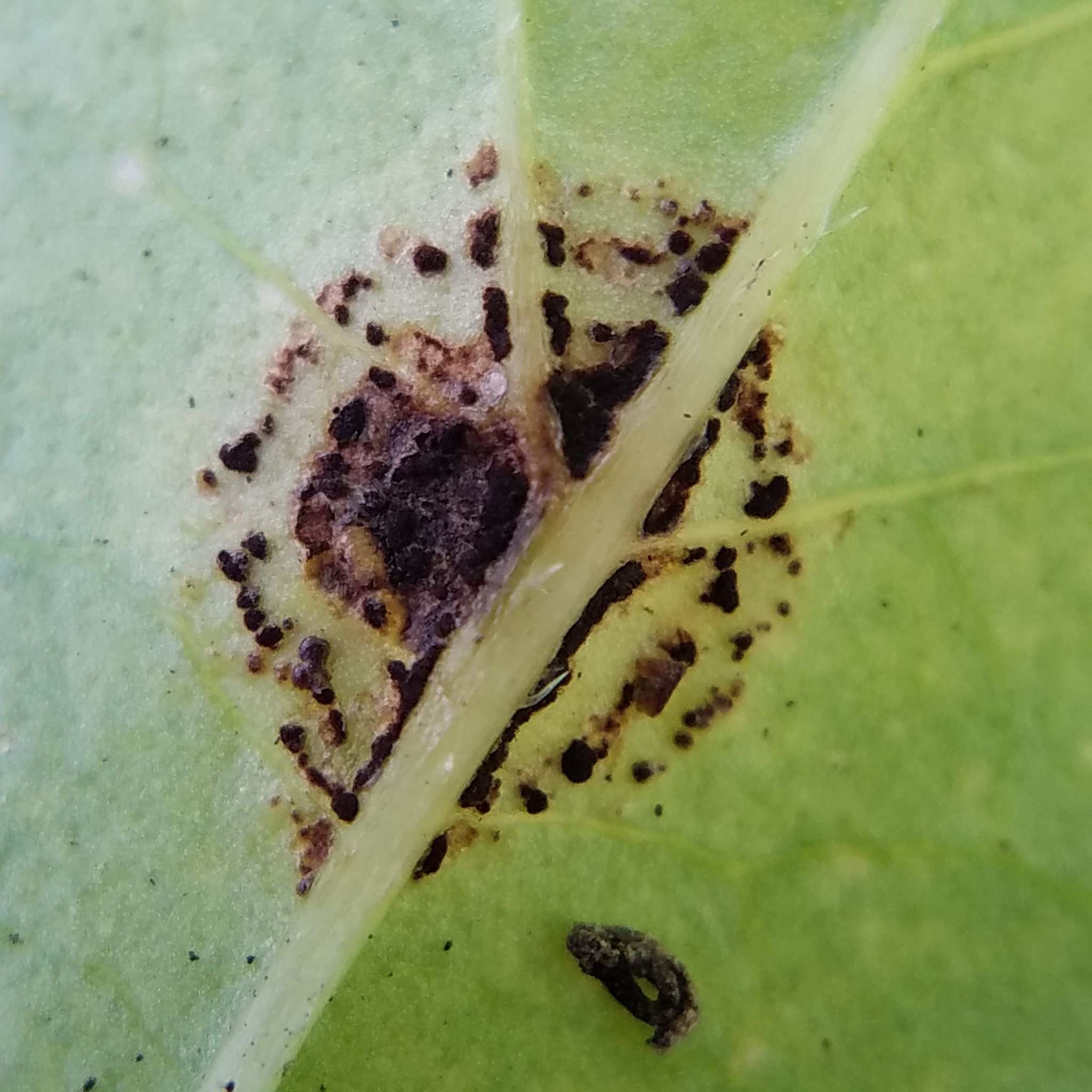 Puccinia urbaniana