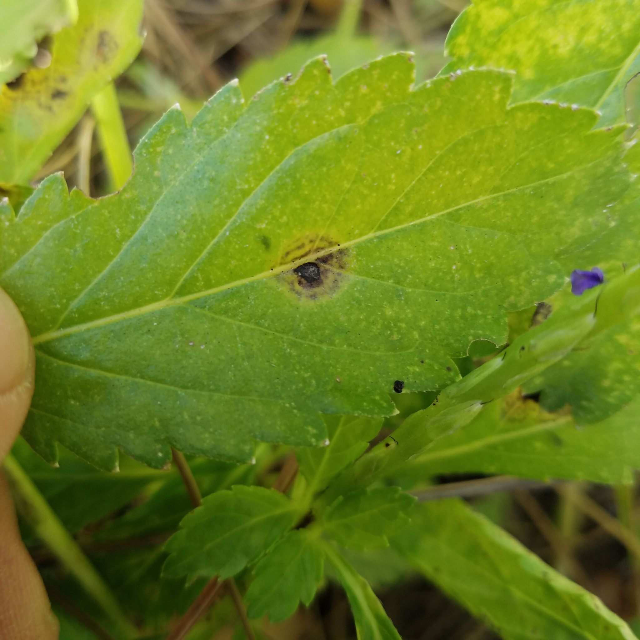 Puccinia urbaniana