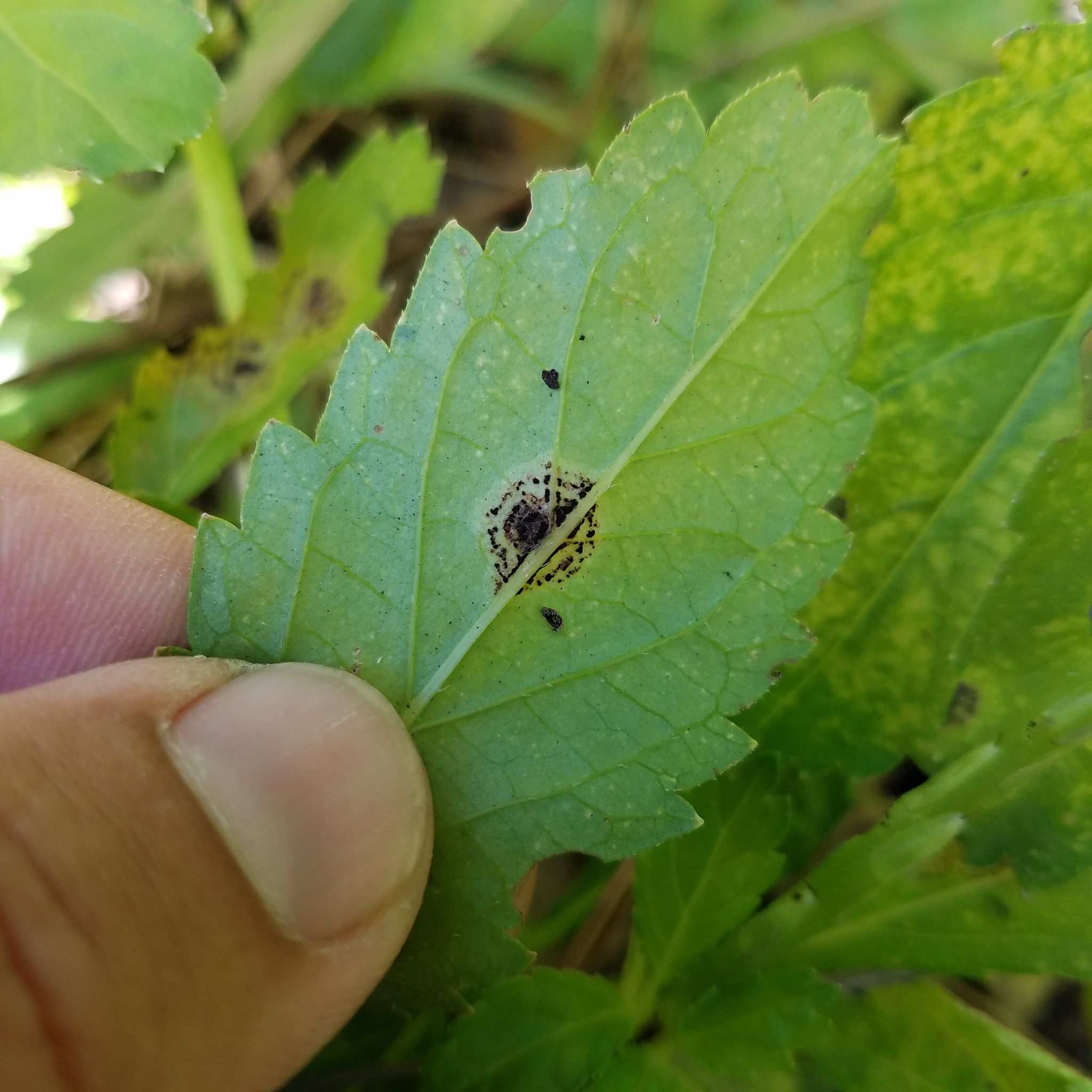 Puccinia urbaniana