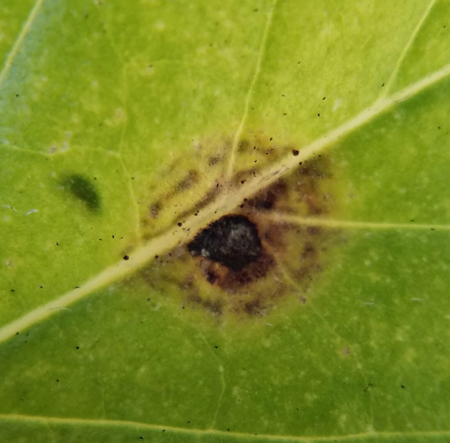 Puccinia urbaniana