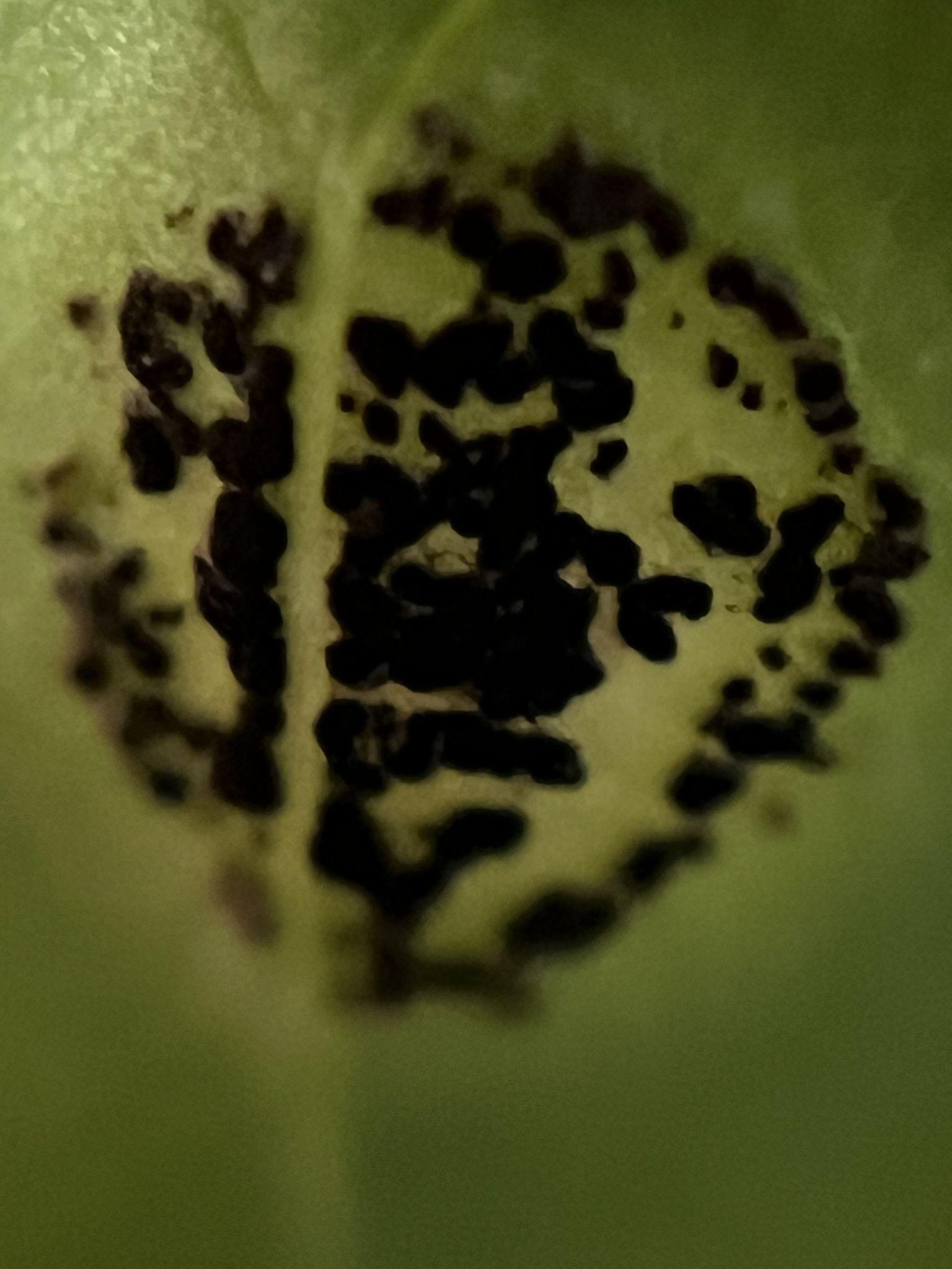 Puccinia urbaniana