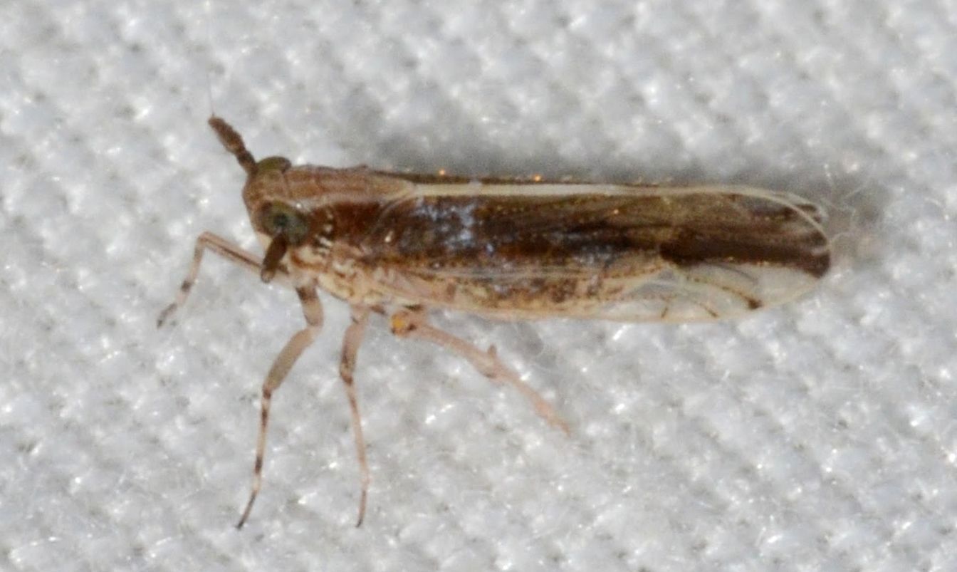 Perkinsiella saccharicida