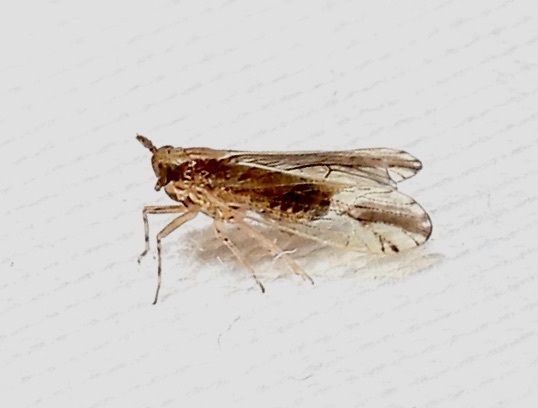 Perkinsiella saccharicida