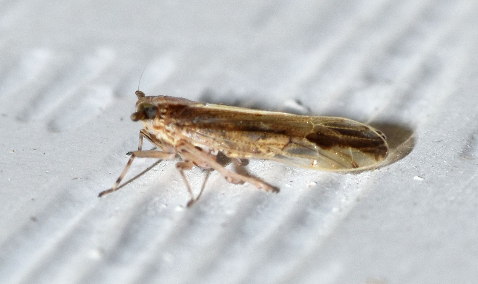 Perkinsiella saccharicida